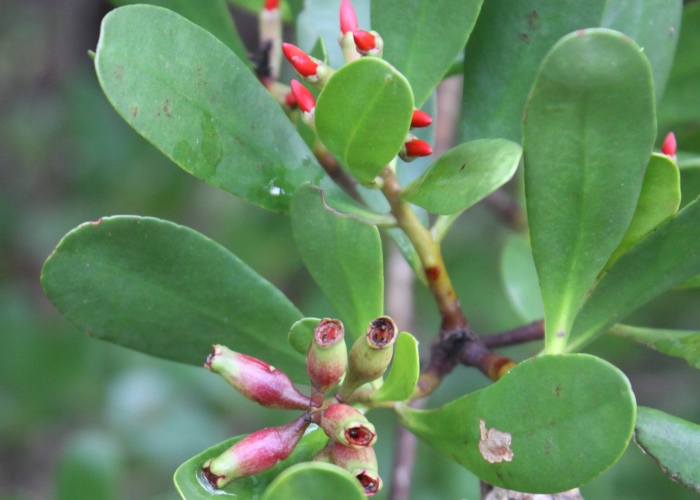 Australian Coastal Plants Combretaceae